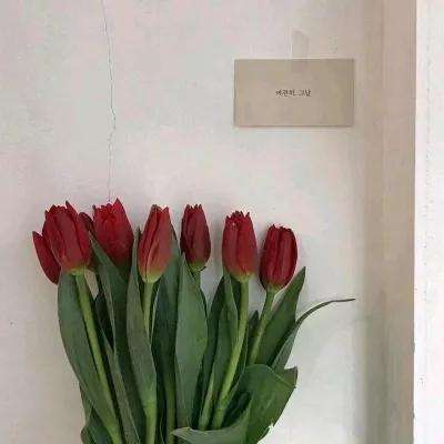 红雀ol手游破解版下载